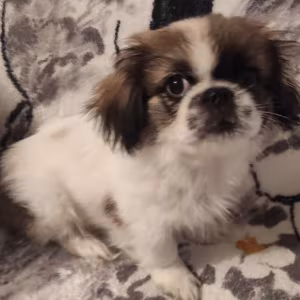 Two Pekingese Puppies for Sale in Arizona (AZ)