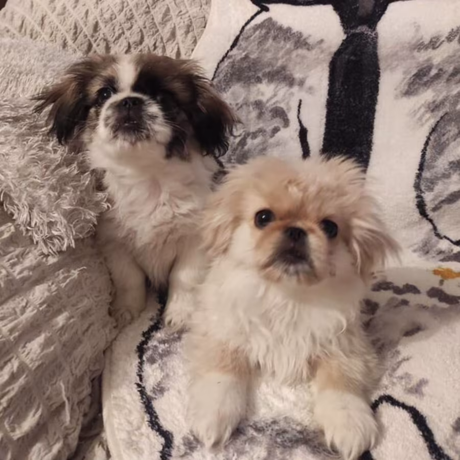 Two Pekingese Puppies for Sale in Arizona (AZ)