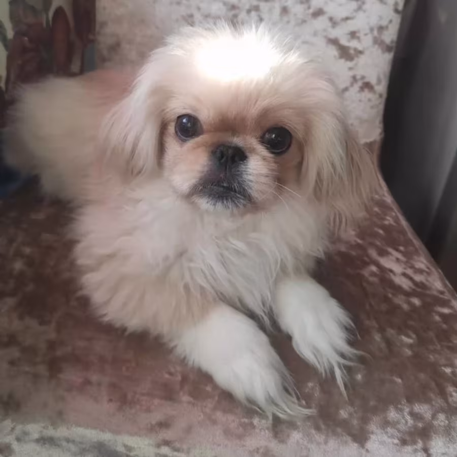 Two Pekingese Puppies for Sale in Arizona (AZ)