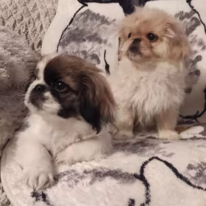 Two Pekingese Puppies for Sale in Arizona (AZ)
