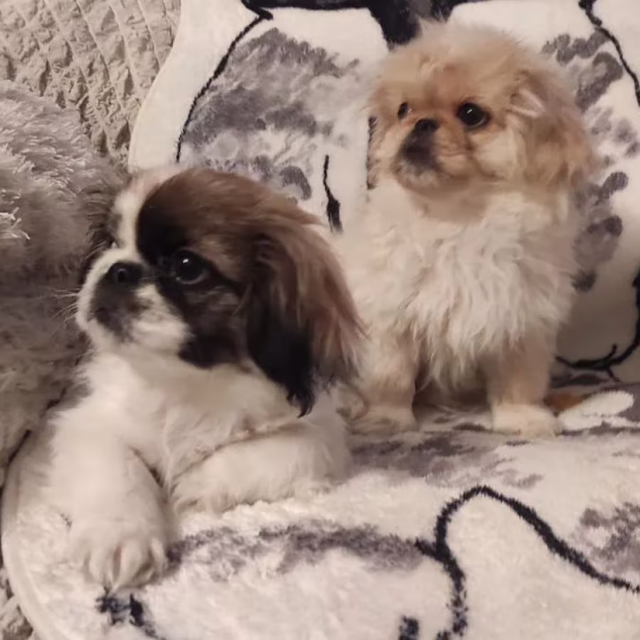Two Pekingese Puppies for Sale in Arizona (AZ)