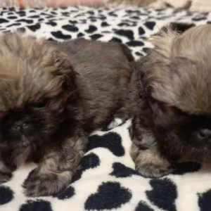 Pekingese Puppies for Sale in New York (NY)