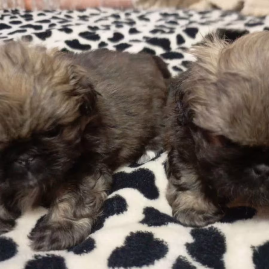 Pekingese Puppies for Sale in New York (NY)