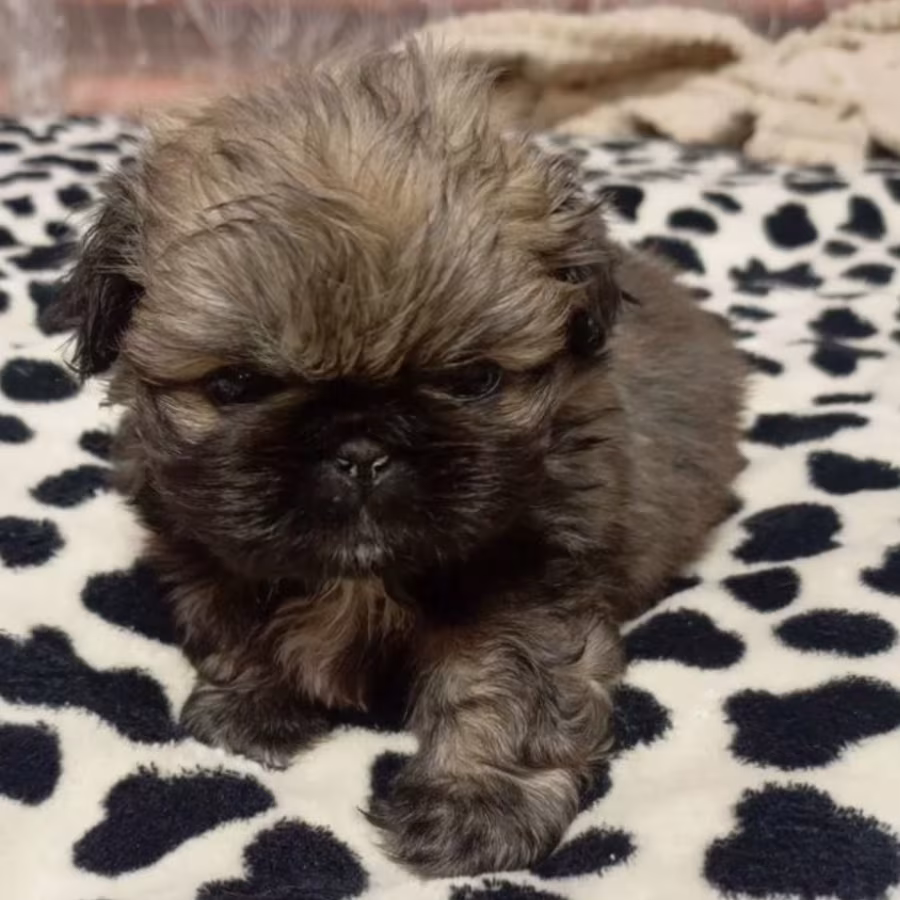 Pekingese Puppies for Sale in New York (NY)