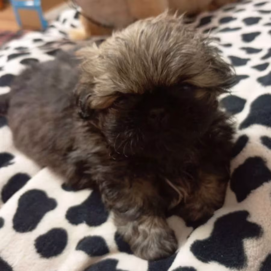 Pekingese Puppies for Sale in New York (NY)