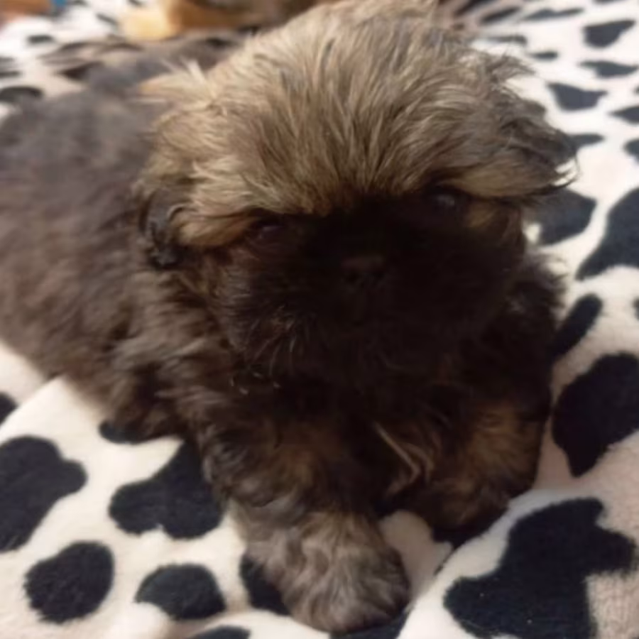 Pekingese Puppies for Sale in New York (NY)