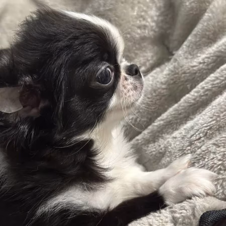 Chihuahua Female Puppy for Sale in New York (NY)