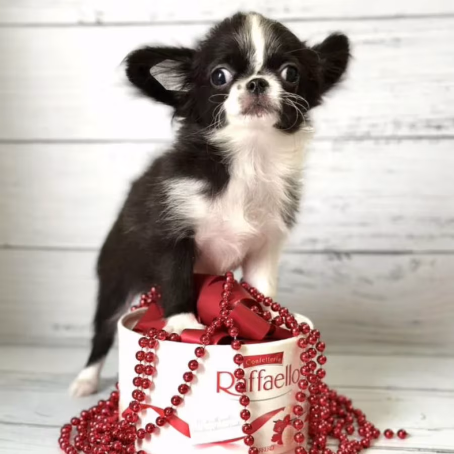 Chihuahua Female Puppy for Sale in New York (NY)