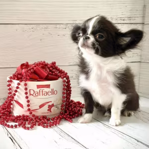 Chihuahua Female Puppy for Sale in New York (NY)