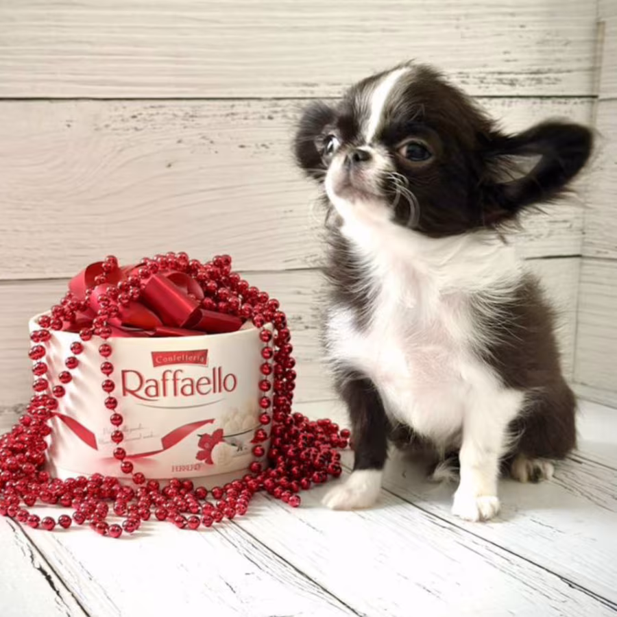 Chihuahua Female Puppy for Sale in New York (NY)