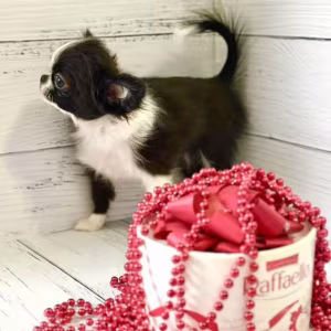 Chihuahua Female Puppy for Sale in New York (NY)