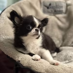 Chihuahua Female Puppy for Sale in New York (NY)