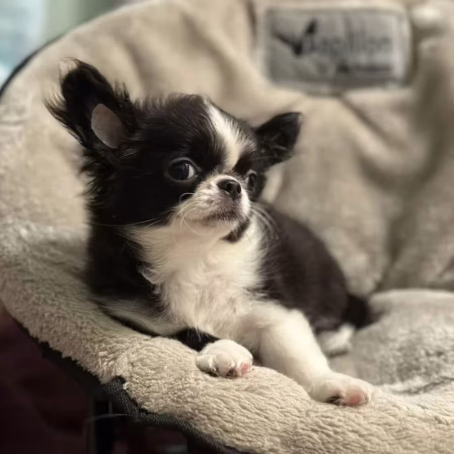 Chihuahua Female Puppy for Sale in New York (NY)