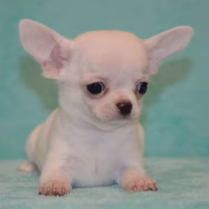 Chihuahua Brother and Sister Looking for a Home in Florida (FL)
