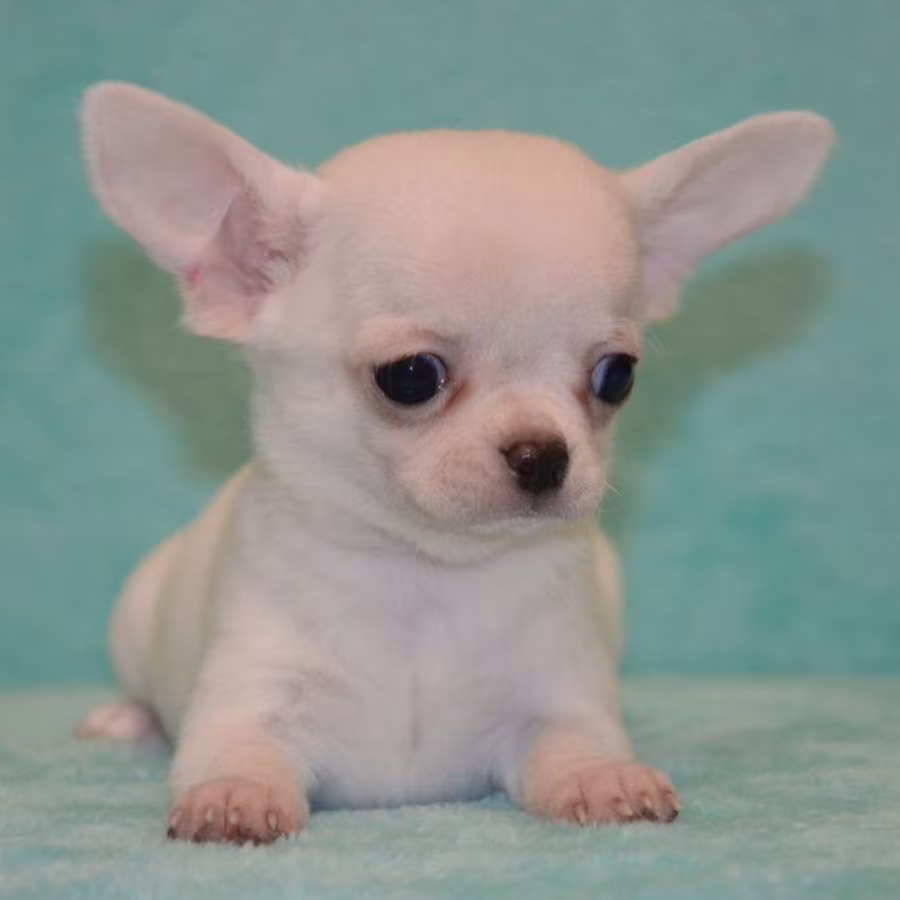 Chihuahua Brother and Sister Looking for a Home in Florida (FL)
