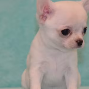 Chihuahua Brother and Sister Looking for a Home in Florida (FL)