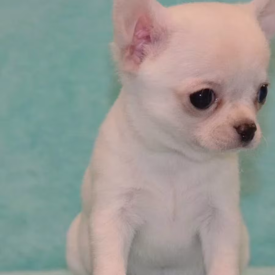 Chihuahua Brother and Sister Looking for a Home in Florida (FL)