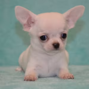 Chihuahua Brother and Sister Looking for a Home in Florida (FL)