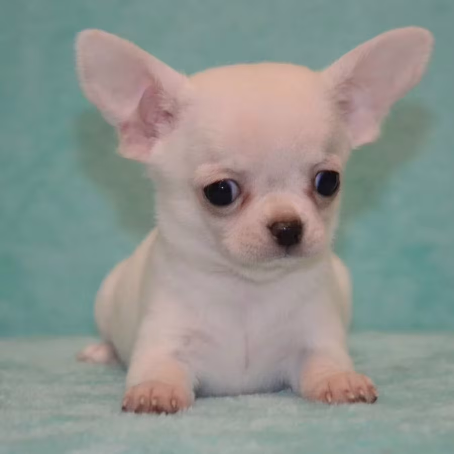 Chihuahua Brother and Sister Looking for a Home in Florida (FL)