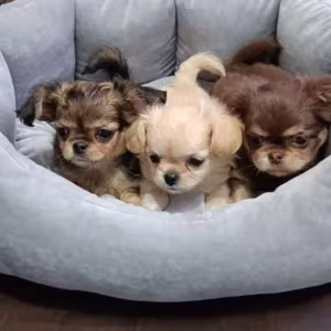 Chihuahua Puppies for Sale in Texas (TX)