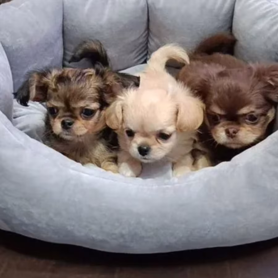 Chihuahua Puppies for Sale in Texas (TX)