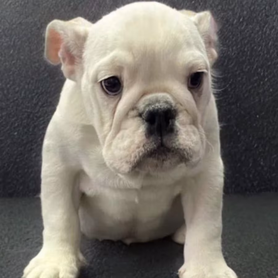 English Bulldog Puppies for Sale in New York (NY)