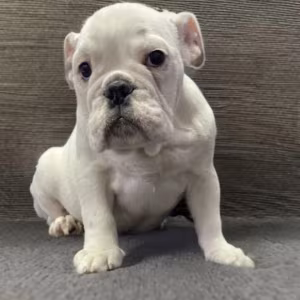 English Bulldog Puppies for Sale in New York (NY)