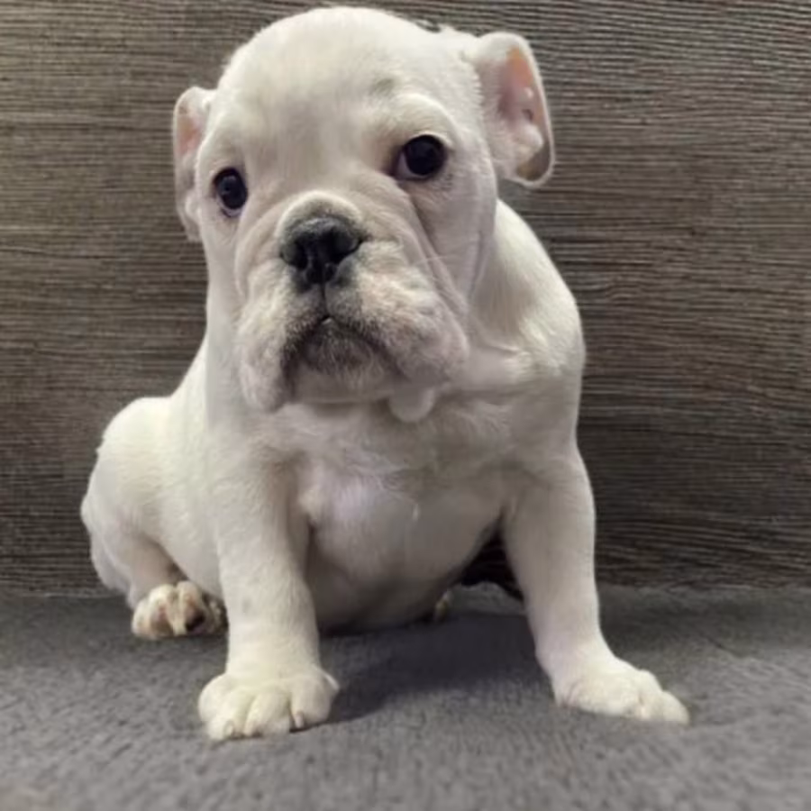 English Bulldog Puppies for Sale in New York (NY)