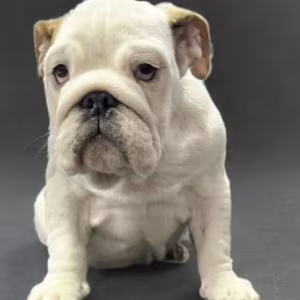 English Bulldog Puppies for Sale in New York (NY)