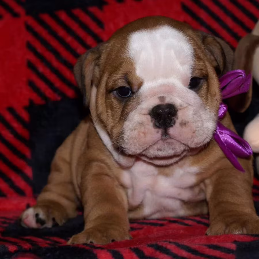 Two English Bulldog Female Puppies in Florida (FL)