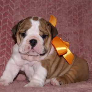 Two English Bulldog Female Puppies in Florida (FL)