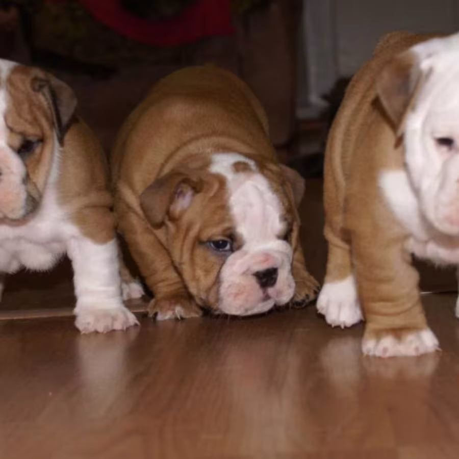 Two English Bulldog Female Puppies in Florida (FL)