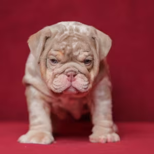 Male English Bulldog Puppy Looking for a Home in Illinois (IL)