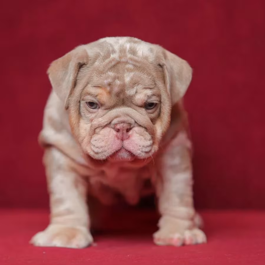 Male English Bulldog Puppy Looking for a Home in Illinois (IL)