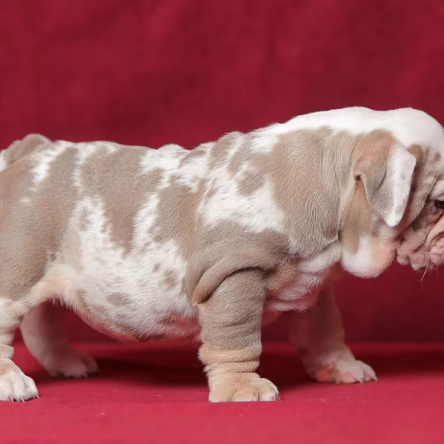 Male English Bulldog Puppy Looking for a Home in Illinois (IL)