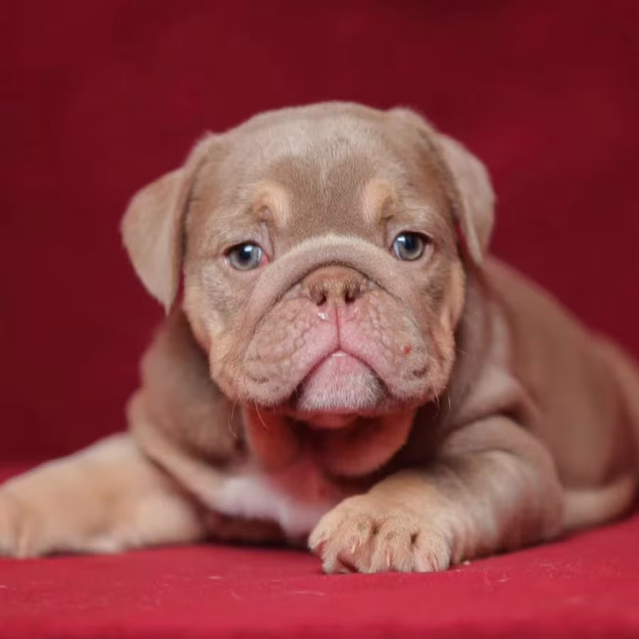 Male English Bulldog Puppy Looking for a Home in Illinois (IL)