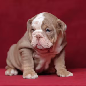 Male English Bulldog Puppy Looking for a Home in Illinois (IL)