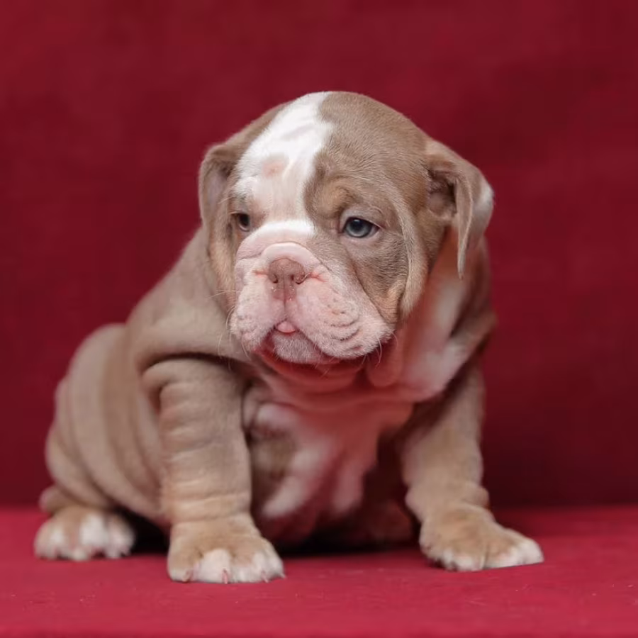 Male English Bulldog Puppy Looking for a Home in Illinois (IL)