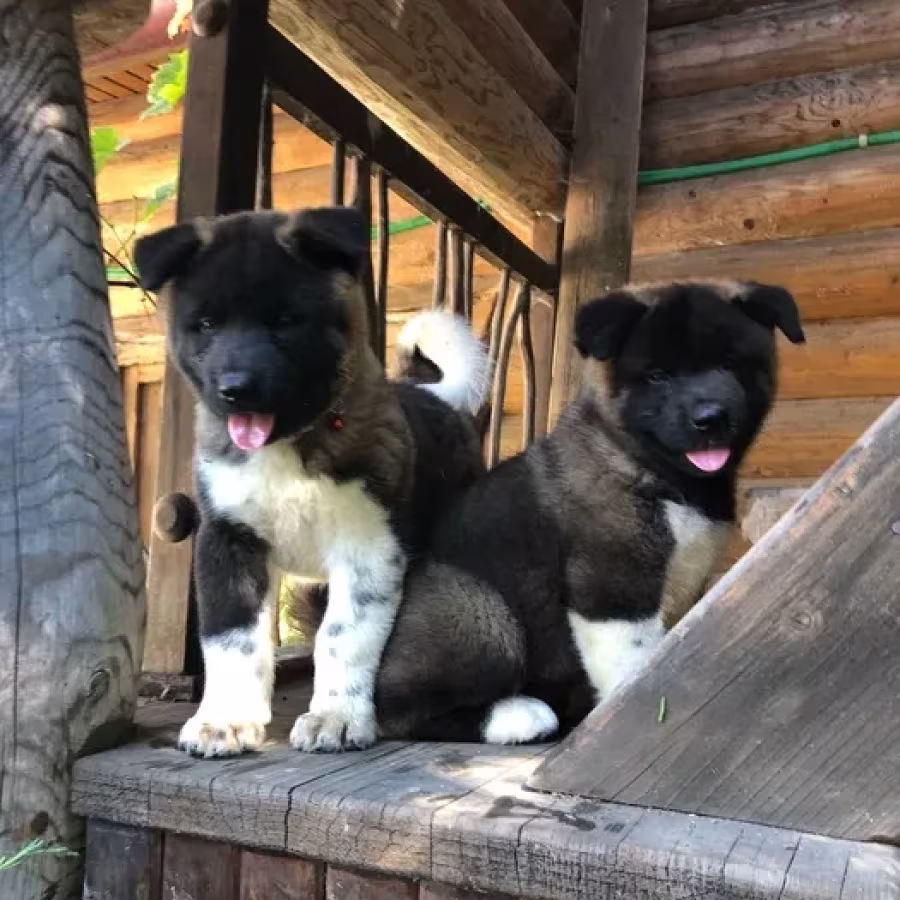 Exceptional American Akita Inu Puppies for Sale!