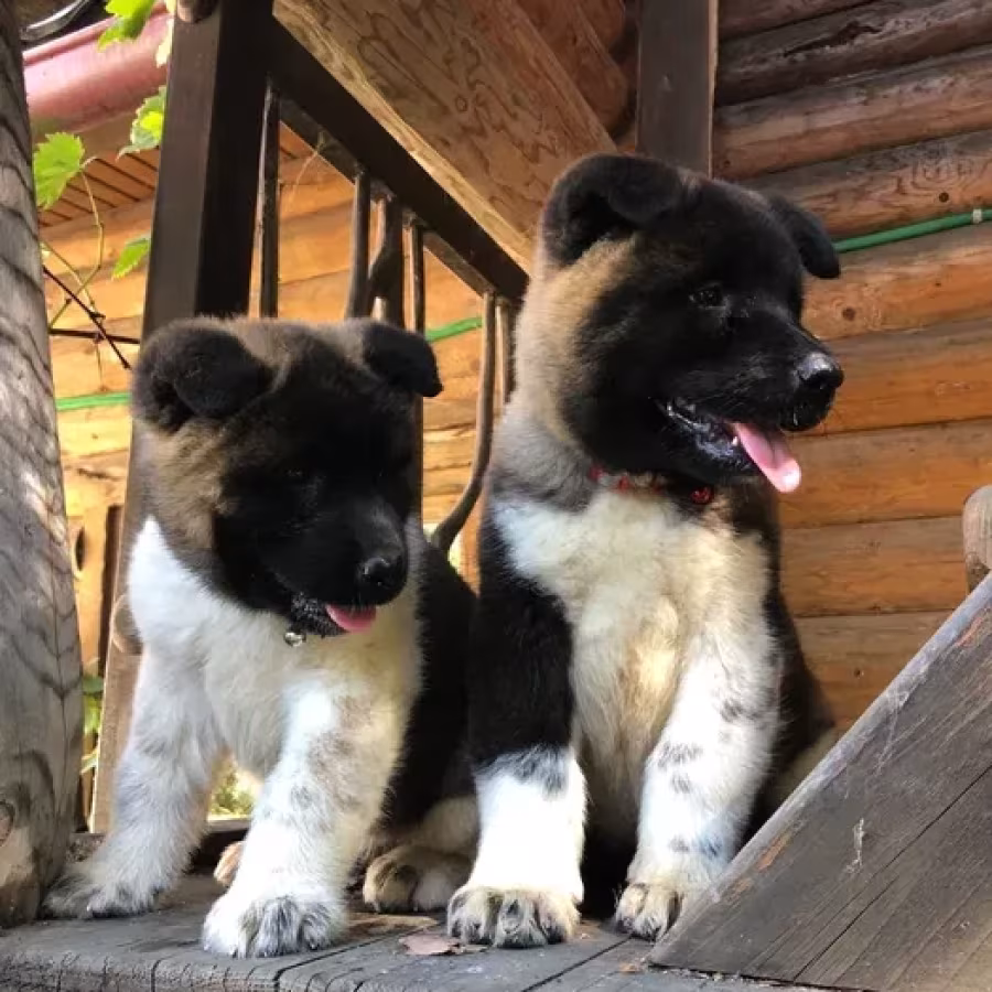 Exceptional American Akita Inu Puppies for Sale!