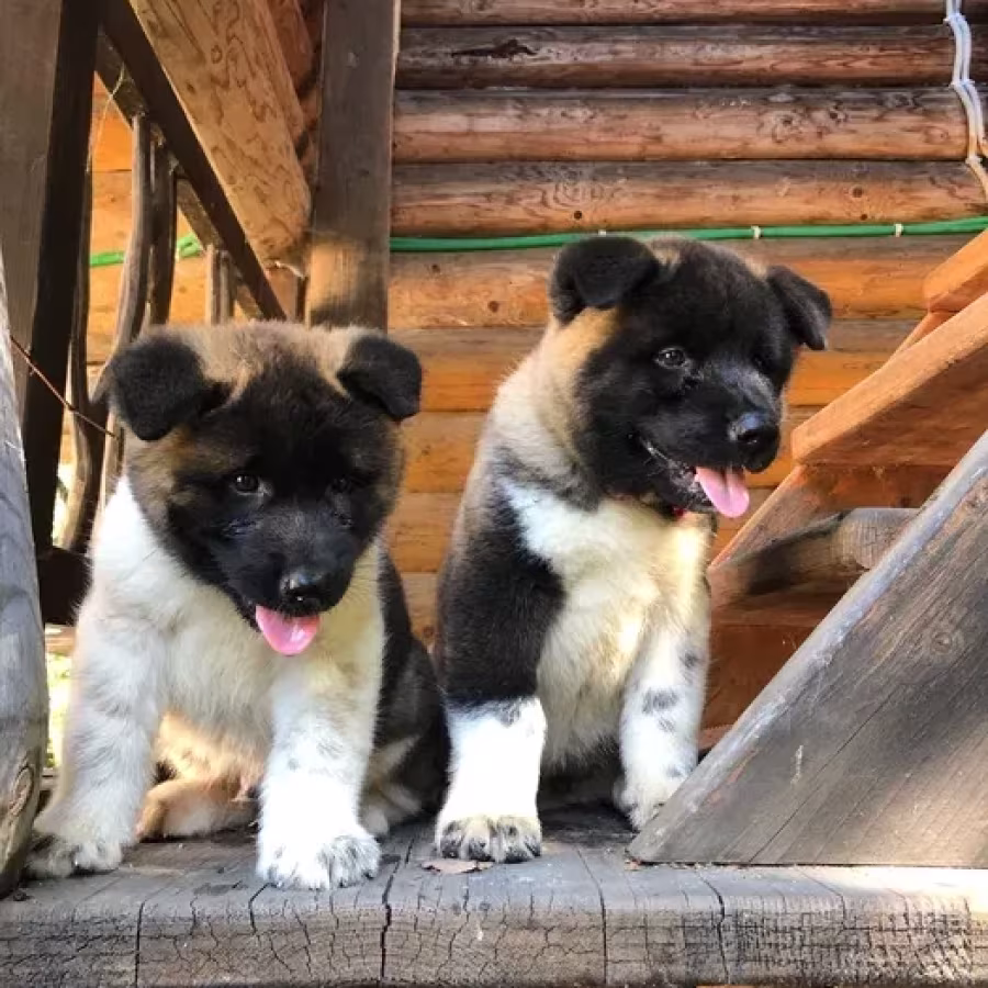 Exceptional American Akita Inu Puppies for Sale!