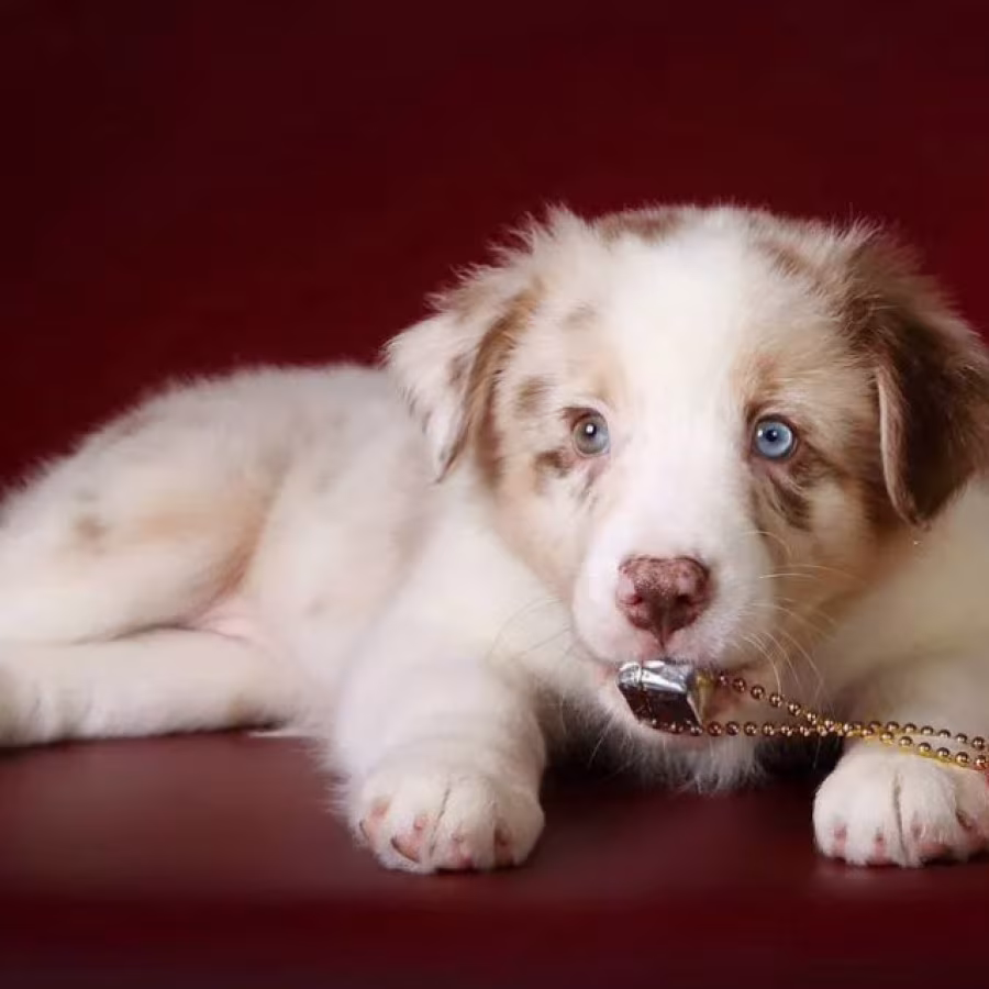 Australian Shepherd Puppies for Sale in (NY)