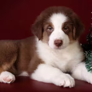 Australian Shepherd Puppies for Sale in (NY)