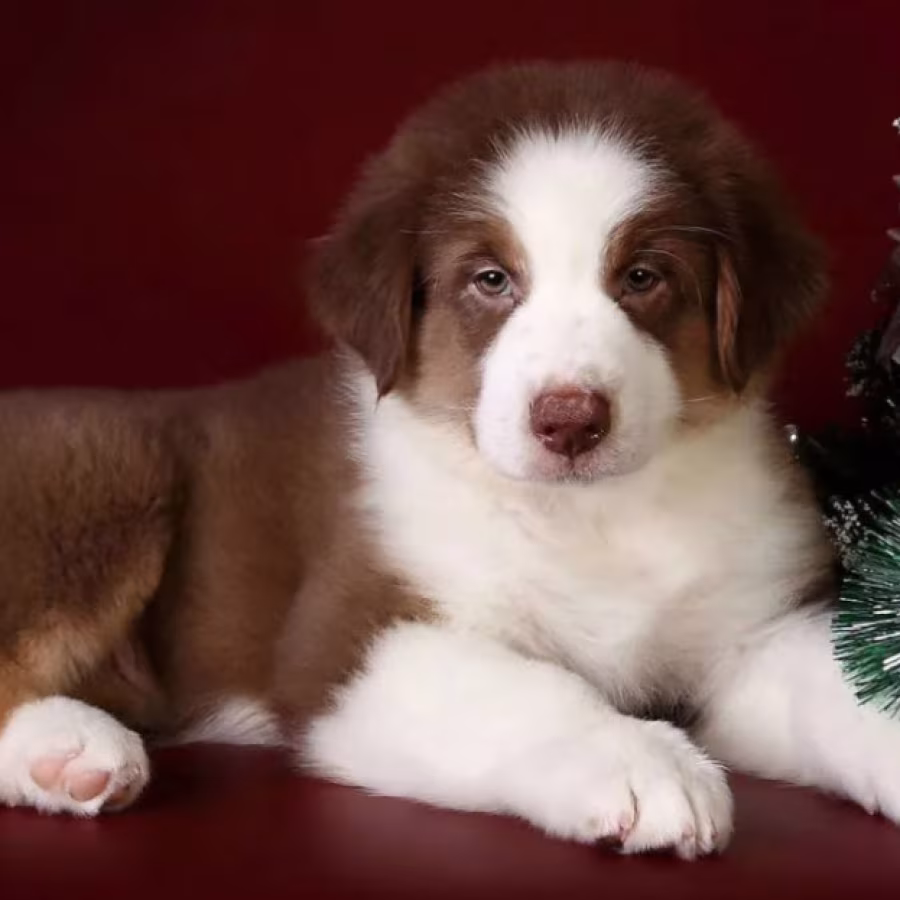 Australian Shepherd Puppies for Sale in (NY)