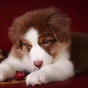 Australian Shepherd Puppies for Sale in (NY)