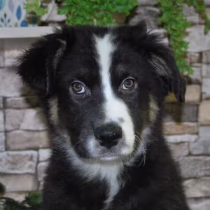 12-Week-Old Australian Shepherd Female Puppy for Sale in (IL)