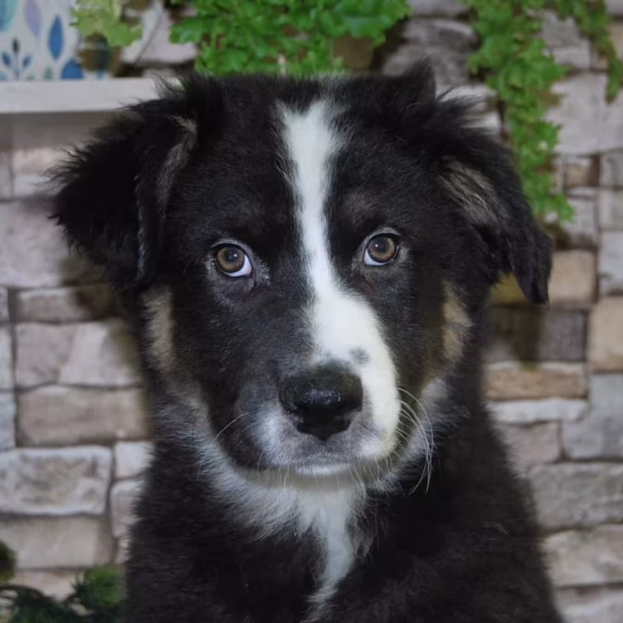 12-Week-Old Australian Shepherd Female Puppy for Sale in (IL)