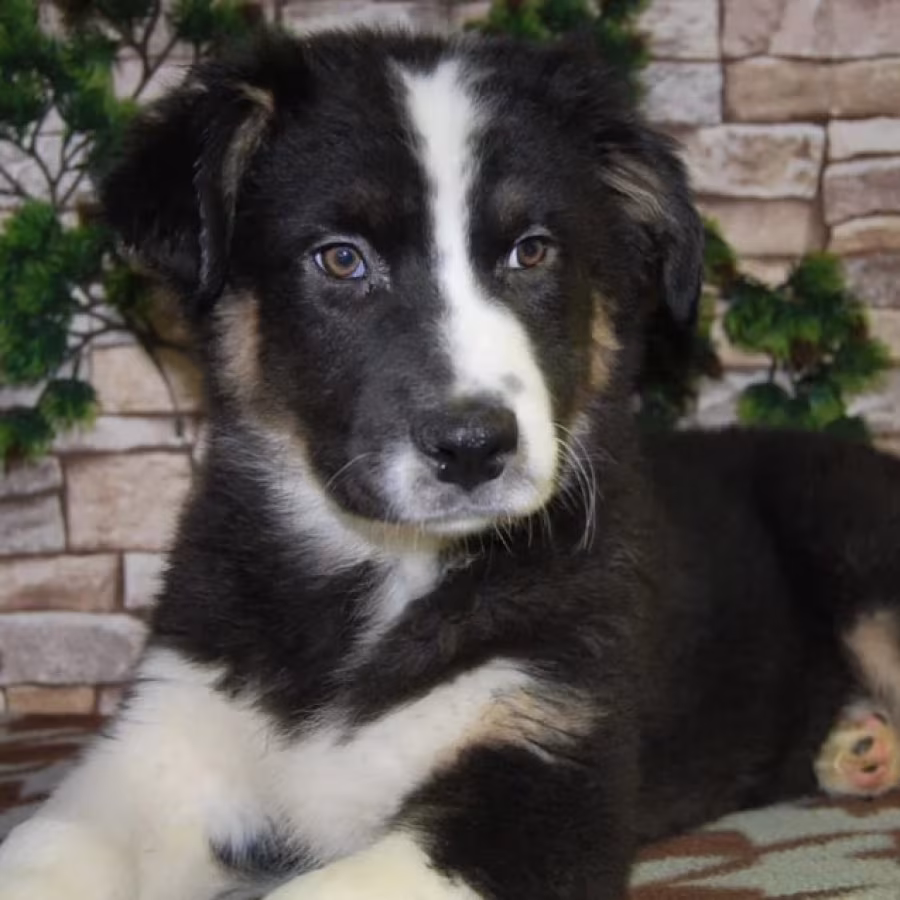12-Week-Old Australian Shepherd Female Puppy for Sale in (IL)