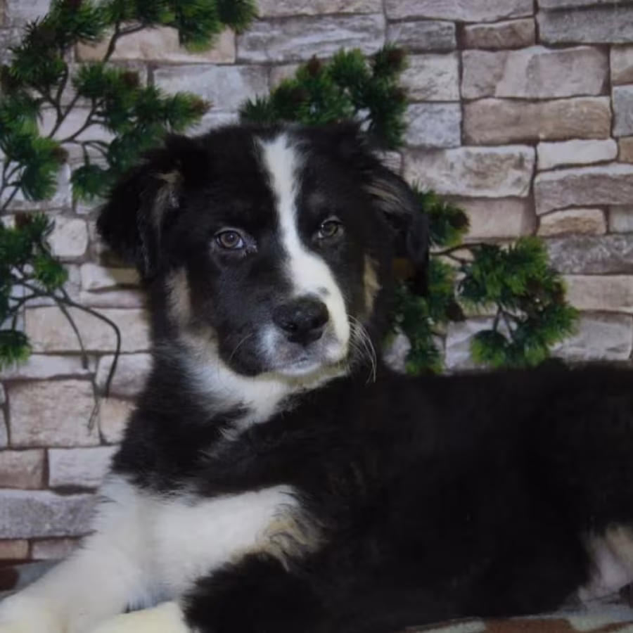 12-Week-Old Australian Shepherd Female Puppy for Sale in (IL)