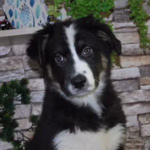 12-Week-Old Australian Shepherd Female Puppy for Sale in (IL)